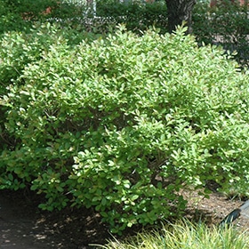 Winterberry, 'Jim Dandy'