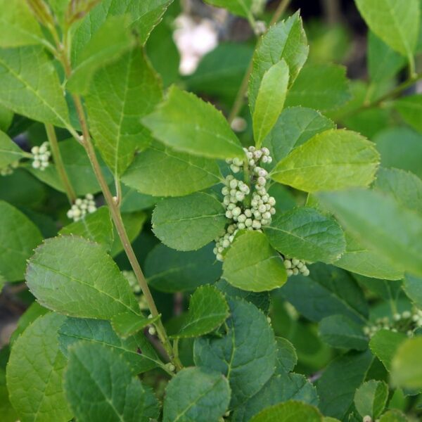 Winterberry, 'Mr Poppins'
