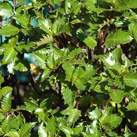 Holly, Emerald Magic