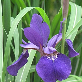 'Caesar'S Brother' Siberian Iris