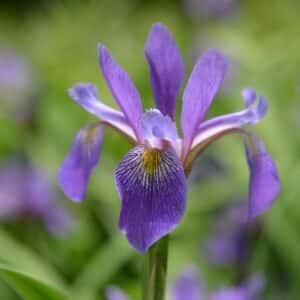 'Purple Flame' Blue Flag Iris