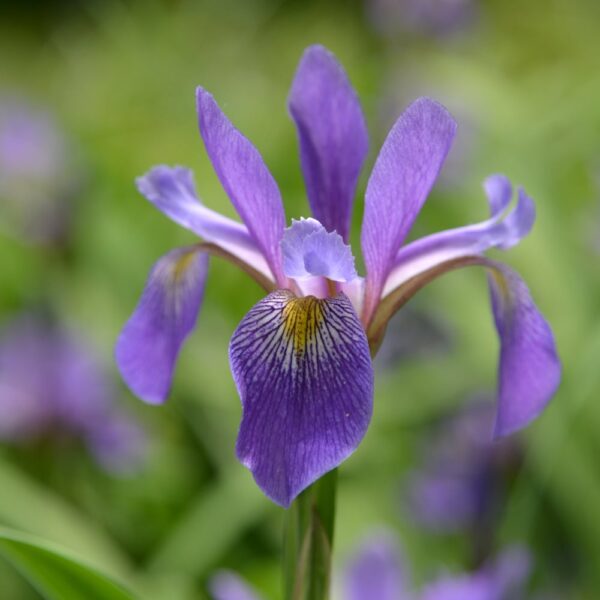 'Purple Flame' Blue Flag Iris