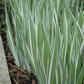 Variegated Japanes Iris