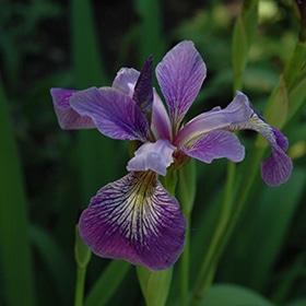 Blue Flag Iris