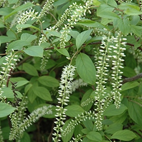 Sweetspire, 'Henry'S Garnet'