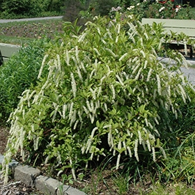 Sweetspire, 'Little Henry'
