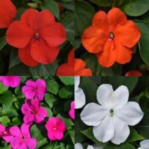 Impatiens (Beacon) - Annual Flat