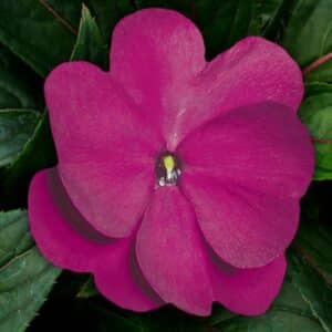 Impatiens (Sunpatiens/NG) - 4"pot