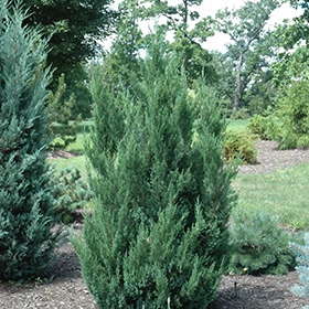 Juniper, Up 'Blue Point'