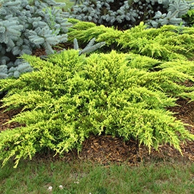 Juniper, Sp 'Daub's Frosted'
