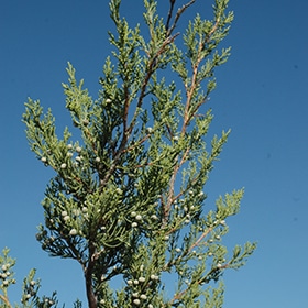 Juniper, Up Hetz Columnar