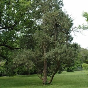 Juniper, Up 'Keteleeri' 5.0'