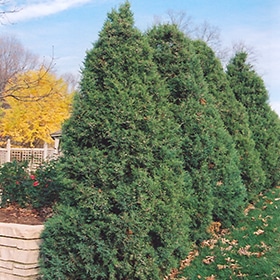 Juniper, Up 'Mountbatten'