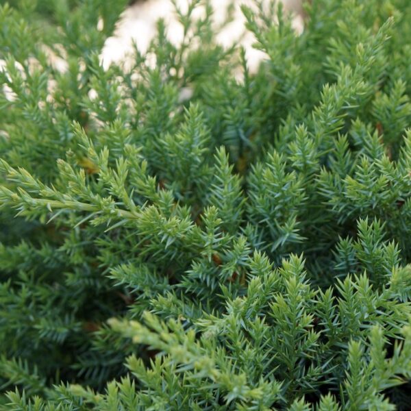 Juniper, Sp Kallay - Image 2