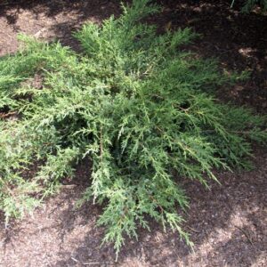 Juniper, Sp Kallay