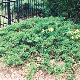 Juniper, Sp Green Sargent
