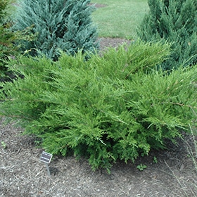 Juniper, Sp 'Sea Green'