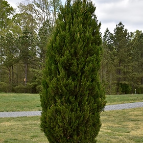 Juniper, Up 'Spartan'