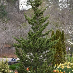 Juniper, Up 'Trautman'