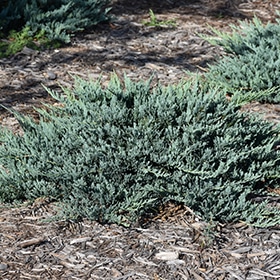 Juniper, Sp 'Blue Chip'