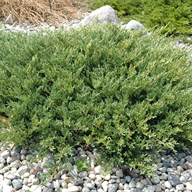 Juniper, Sp Andorra #5