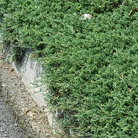 Juniper, Sp Blue Rug