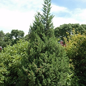 Juniper, Up Star Power