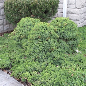 Juniper, Sp Dwarf Japanese Garden