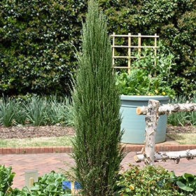 Juniper, Up 'Blue Arrow'