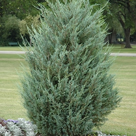 Juniper, Up 'Moonglow'