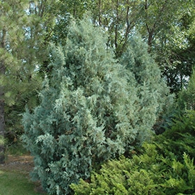 Juniper, Up 'Wichita Blue' 6.0'