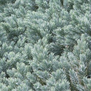Juniper, Sp 'Blue Star'