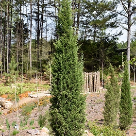 Juniper, Up 'Taylor'