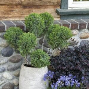 Juniper, 'Mint Julep' Pompon