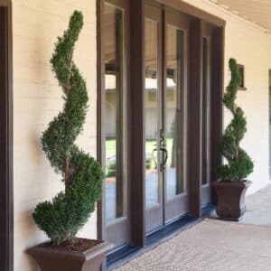 Juniper, 'Mint Julep' Spiral