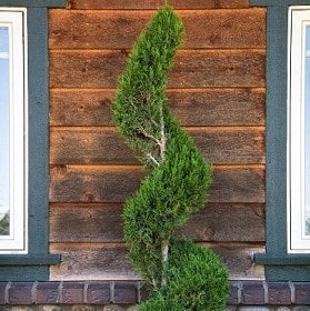 Juniper, 'Spartan' Spiral