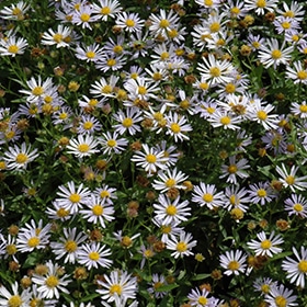 Blue Star False Aster