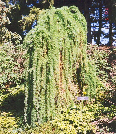 Larch, Weeping
