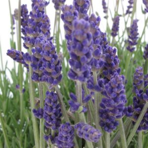 'Annet' Lavender