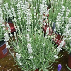 'Big Time White' Lavender