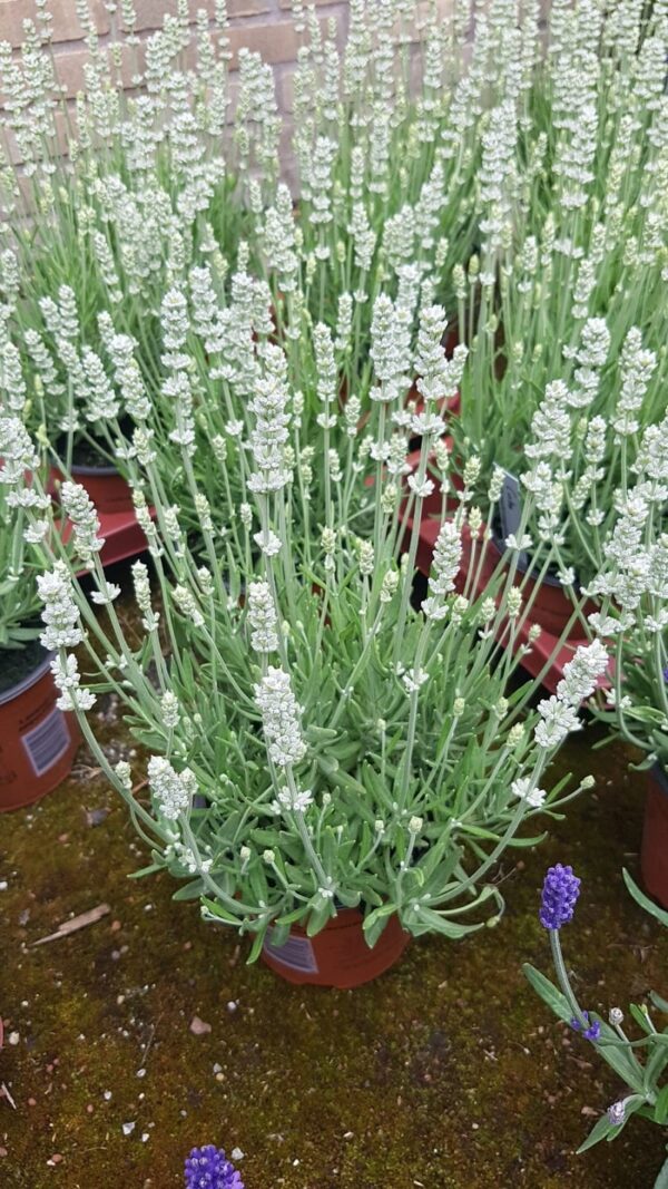 'Big Time White' Lavender