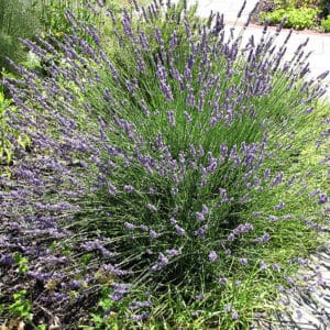 'Grosso' Lavender