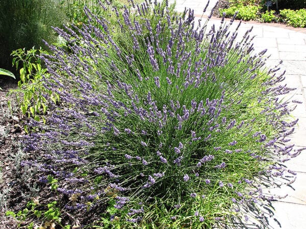 'Grosso' Lavender