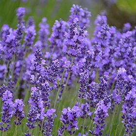 Hidcote Lavender