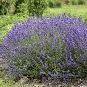 'Imperial Gem' Lavender