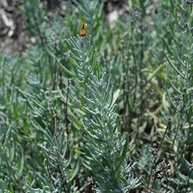 'Jean Davis' Lavender