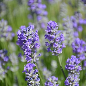 'Munstead' English Lavender