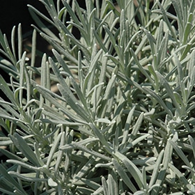 Phenomenal Lavender
