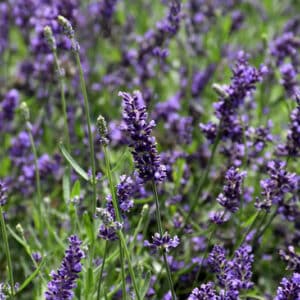 'SuperBlue' Lavender