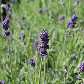 Sweet Romance Lavender